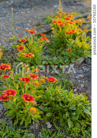 Tenninku flowers, Tosatsuka, Tenjin chrysanthemum 50768160