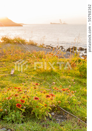 Tenninku flowers, Tosatsuka, Tenjin chrysanthemum 50768162