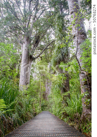 Kauri Tree Forest in New Zealand 50768274