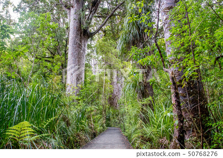 Kauri Tree Forest in New Zealand 50768276