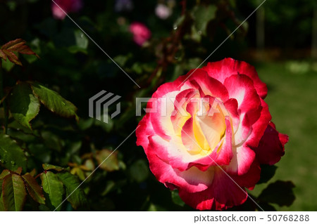 Rose flower, fresh green, light, drops of water, gardening image material Rose flower, fresh green, light, drops of water, gardening image material 50768288