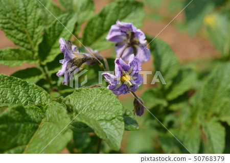 蔬菜，菜園圖像素材，馬鈴薯葉和花 50768379