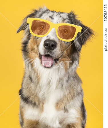 Australian shepherd with glasses on yellow 50768413