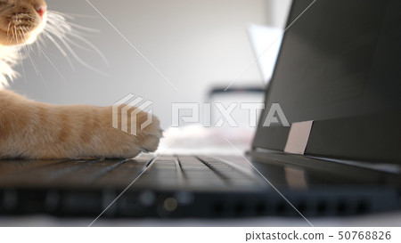 Funny maine coon cat working at the computer typing on notebook. Funny maine coon cat working at the computer typing on notebook. 50768826