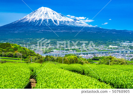 "Shizuoka Prefecture" Scenery of Mt. Fuji and a tea plantation 50768905