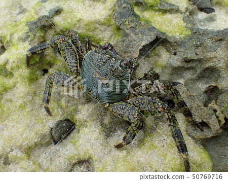 南部岩蟹Grapsus albolineatus 50769716