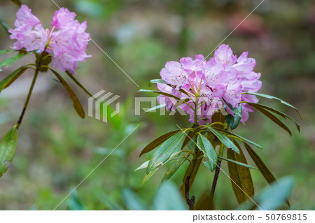 開花的杜鵑花 開花的杜鵑花 50769815