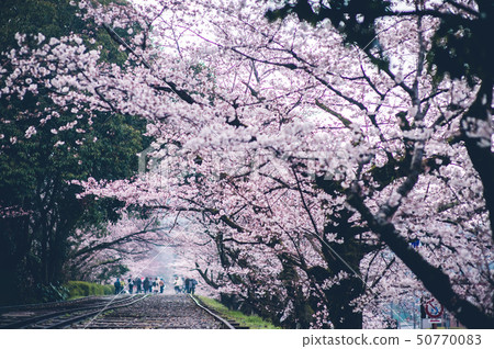 Kyoto Spring-Incline- 50770083
