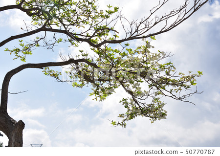 Goyo azalea 50770787