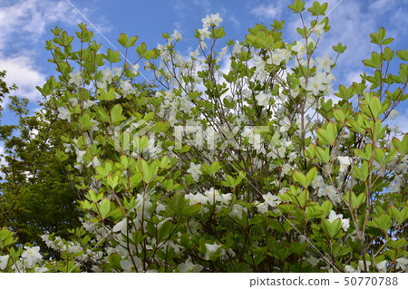 Goyo azalea 50770788