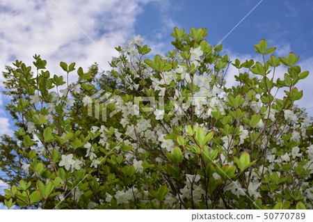 Goyo azalea Goyo azalea 50770789