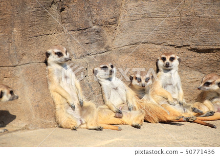Meerkat Hinatabokko射擊許可·合作:橫濱動物園Zourasia Meerkat Hinatabokko射擊許可·合作:橫濱動物園Zourasia 50771436