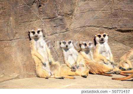 Meerkat Hinata Bokko looking at camera Shooting permission · Cooperation: yokohama zoo Zourasia Meerkat Hinata Bokko looking at camera Shooting permission · Cooperation: yokohama zoo Zourasia 50771437