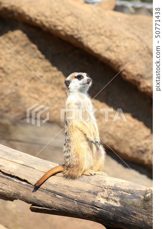Meerkat alone watching and taking permission / cooperation: yokohama zoo Zourasia Meerkat alone watching and taking permission / cooperation: yokohama zoo Zourasia 50771438