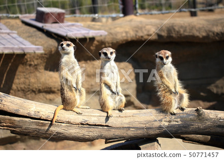 Meerkat排隊了3只動物並保持手錶拍攝許可/合作：橫濱動物園Zourasia 50771457