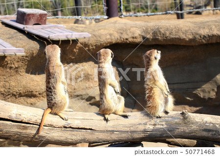 Meerkat lined up with 3 animals and keeping a watch shooting permission / cooperation: yokohama zoo Zourasia Meerkat lined up with 3 animals and keeping a watch shooting permission / cooperation: yokohama zoo Zourasia 50771468