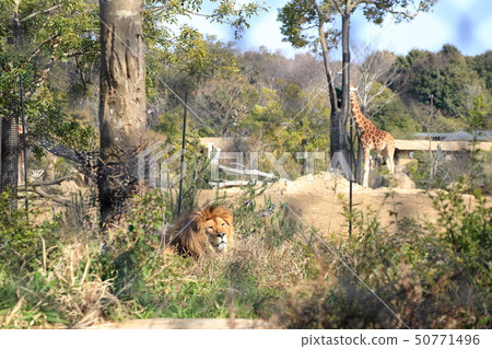 A male lion and a giraffe to relax in the grass Permission / cooperation: yokohama zoo Zourasia A male lion and a giraffe to relax in the grass Permission / cooperation: yokohama zoo Zourasia 50771496