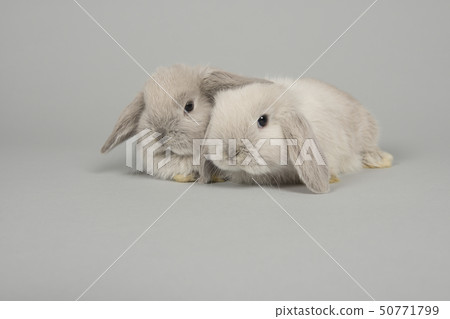Two cute young grey rabbits seen 50771799