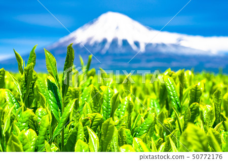 "Shizuoka Prefecture" Scenery of Mt. Fuji and a tea plantation 50772176