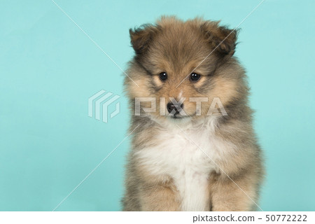 Portrait of a shetland sheepdog puppy on a blue Portrait of a shetland sheepdog puppy on a blue 50772222