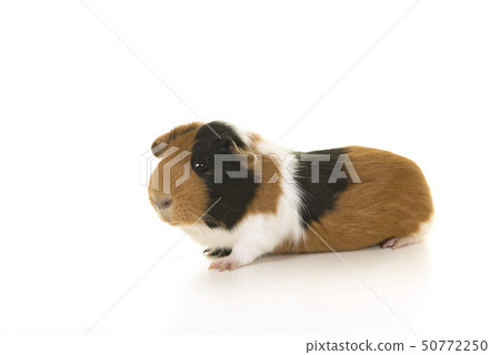 Smooth haired guinea pig seen from the side 50772250