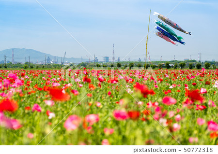 罌粟花田和鯉魚旗[岡山縣笠岡市] 50772318