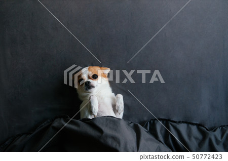 Sleepy Cute face Chihuahua dog under dark grey Sleepy Cute face Chihuahua dog under dark grey 50772423