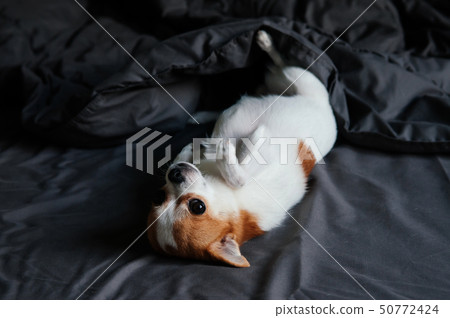 Cute white and brown hair Chihuahua dog lie on bed Cute white and brown hair Chihuahua dog lie on bed 50772424