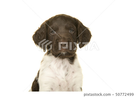 Portrait of a small munsterlander puppy dog Portrait of a small munsterlander puppy dog 50772499