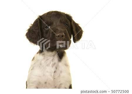 Portrait of a small munsterlander puppy dog  50772500