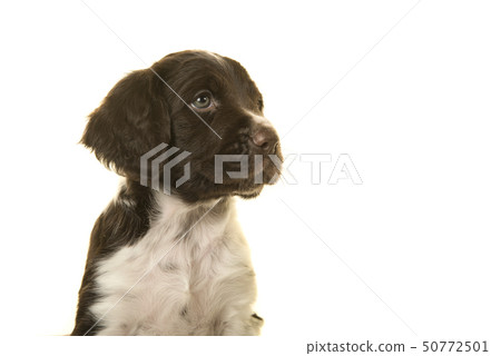 Portrait of a small munsterlander puppy dog Portrait of a small munsterlander puppy dog 50772501