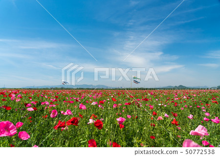 Scenery of a huge poppy flower garden [Okayama prefecture Kasaoka city] 50772538