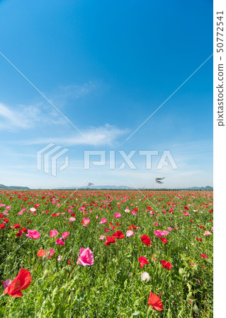 Scenery of a huge poppy flower garden [Okayama prefecture Kasaoka city] 50772541