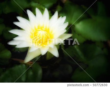 Lotus in the park Lotus in the park 50772630