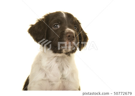 Portrait of a small munsterlander puppy dog Portrait of a small munsterlander puppy dog 50772679