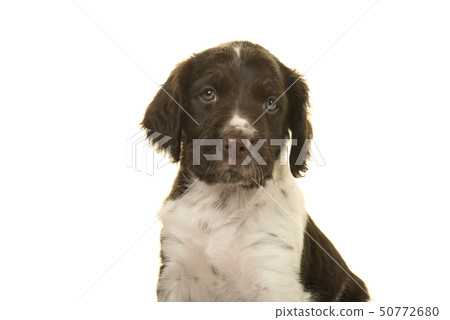 Portrait of a cute small munsterlander puppy dog Portrait of a cute small munsterlander puppy dog 50772680