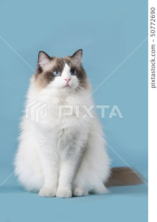 Pretty ragdoll cat with blue eyes looking up 50772690