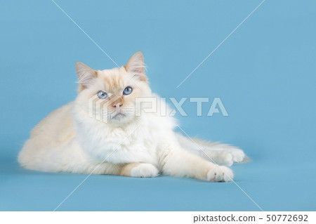 Pretty Ragdoll Cat With Blue Eyes Lying Down Stock Photo 50772692 Pixta