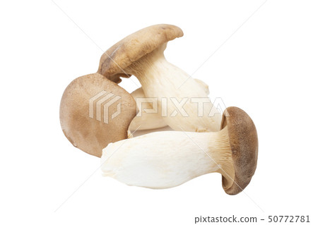 King Oyster Mushroom isolated on white background. King Oyster Mushroom isolated on white background. 50772781