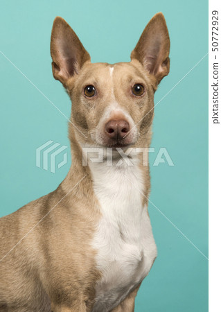 Portrait of a podenco maneto looking at the camera Portrait of a podenco maneto looking at the camera 50772929