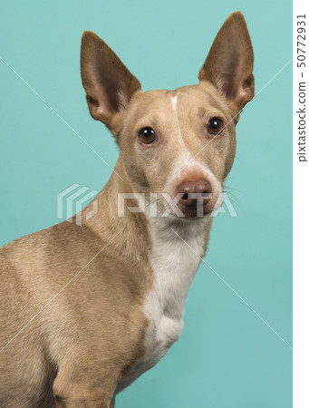 Portrait of a podenco maneto looking at the camera Portrait of a podenco maneto looking at the camera 50772931