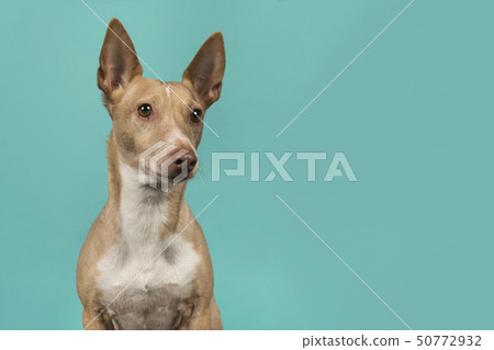 Portrait of a podenco maneto glancing away Portrait of a podenco maneto glancing away 50772932