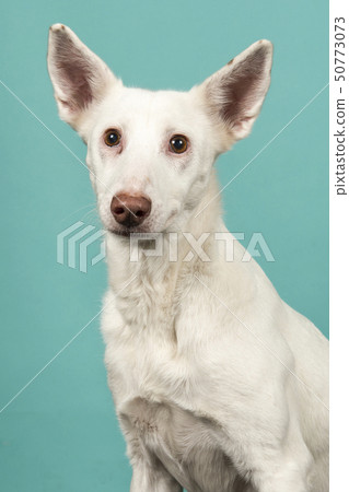 Portrait of a white podenco mixed dog on a 50773073