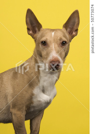 Portrait of a podenco maneto looking at the camera Portrait of a podenco maneto looking at the camera 50773074