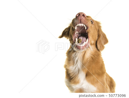 Dog catching a treat with mouth wide open 50773096