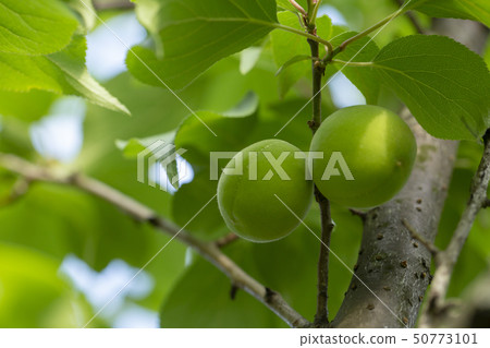 Plum fruit 50773101
