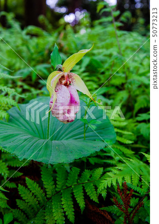 Affiliation Affiliation 50773213