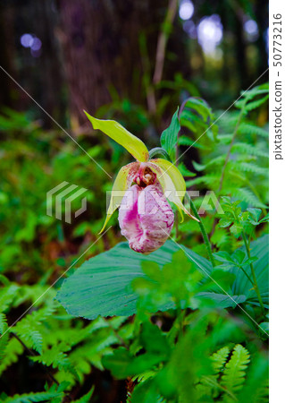 扇脈杓蘭 50773216