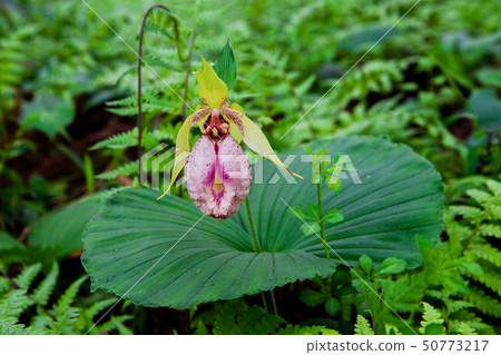 扇脈杓蘭 50773217