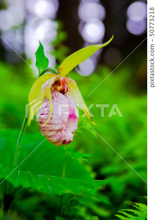 Affiliation Affiliation 50773218